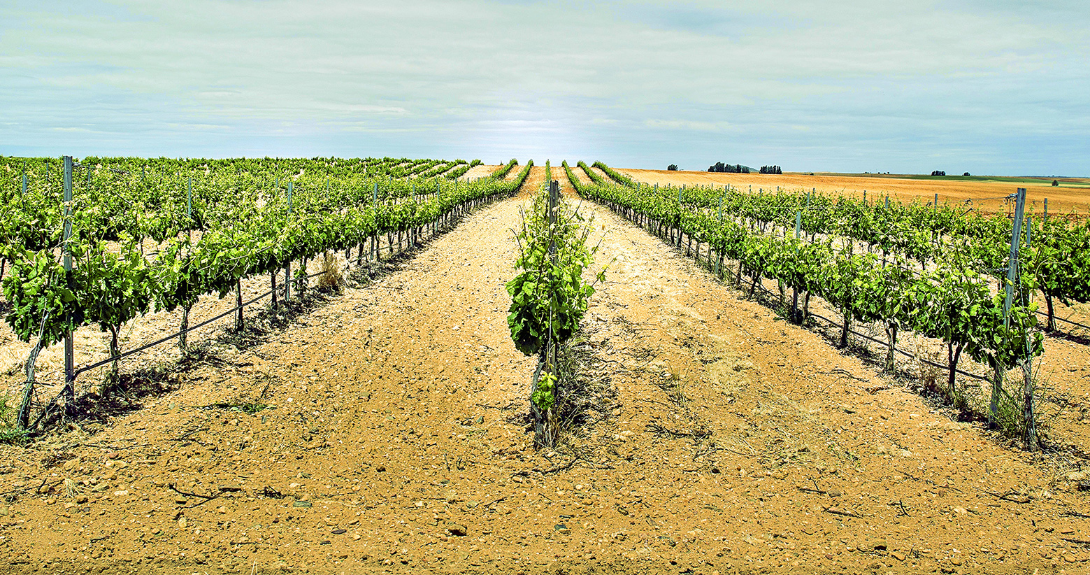 Plan V. Con V de Vino. Con V de Viñedo.